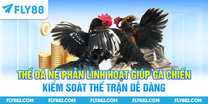 Thế đá né phản linh hoạt giúp gà chiến kiểm soát thế trận dễ dàng